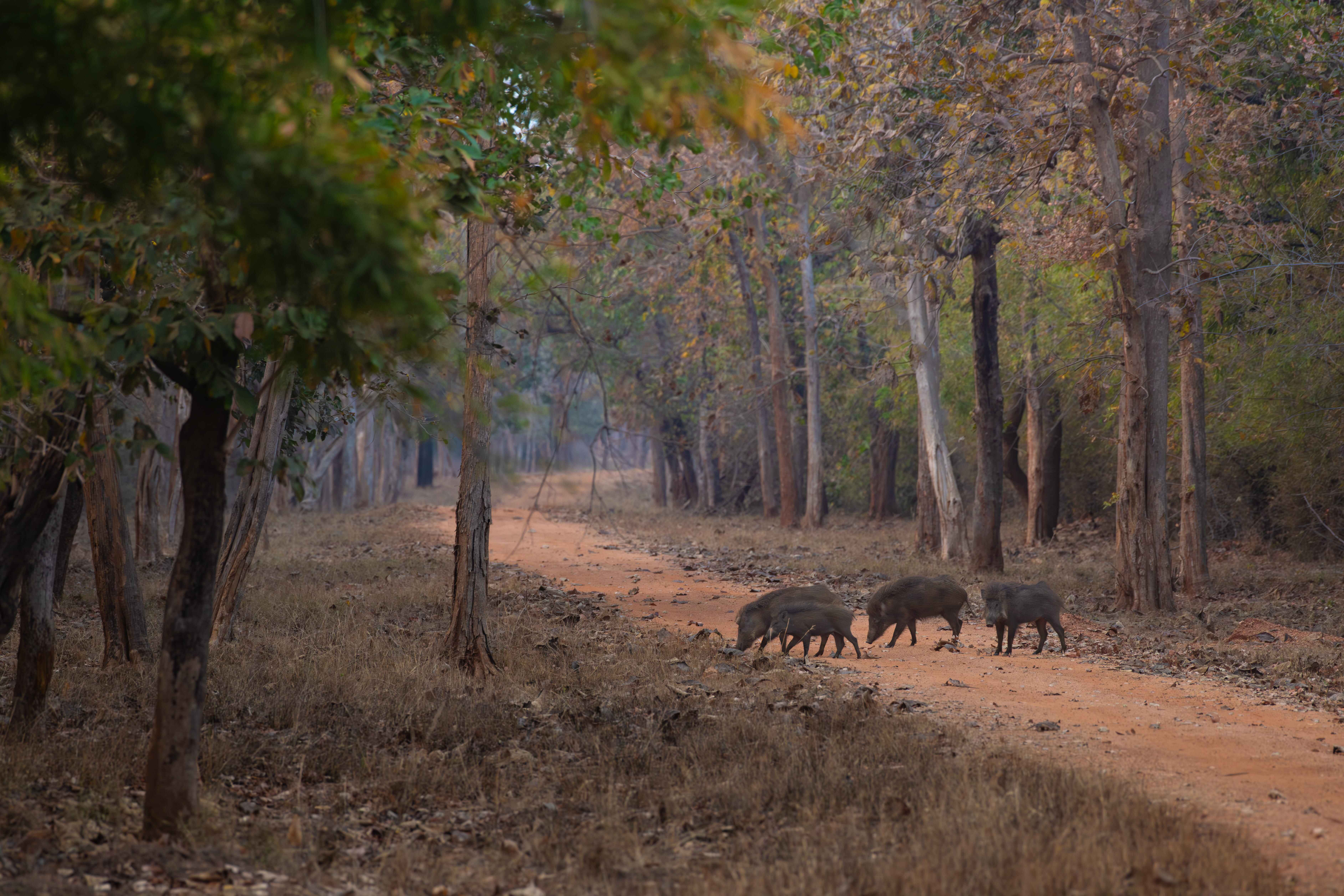 Wild Boar